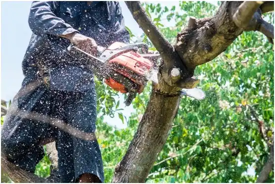 tree services St. Croix Falls